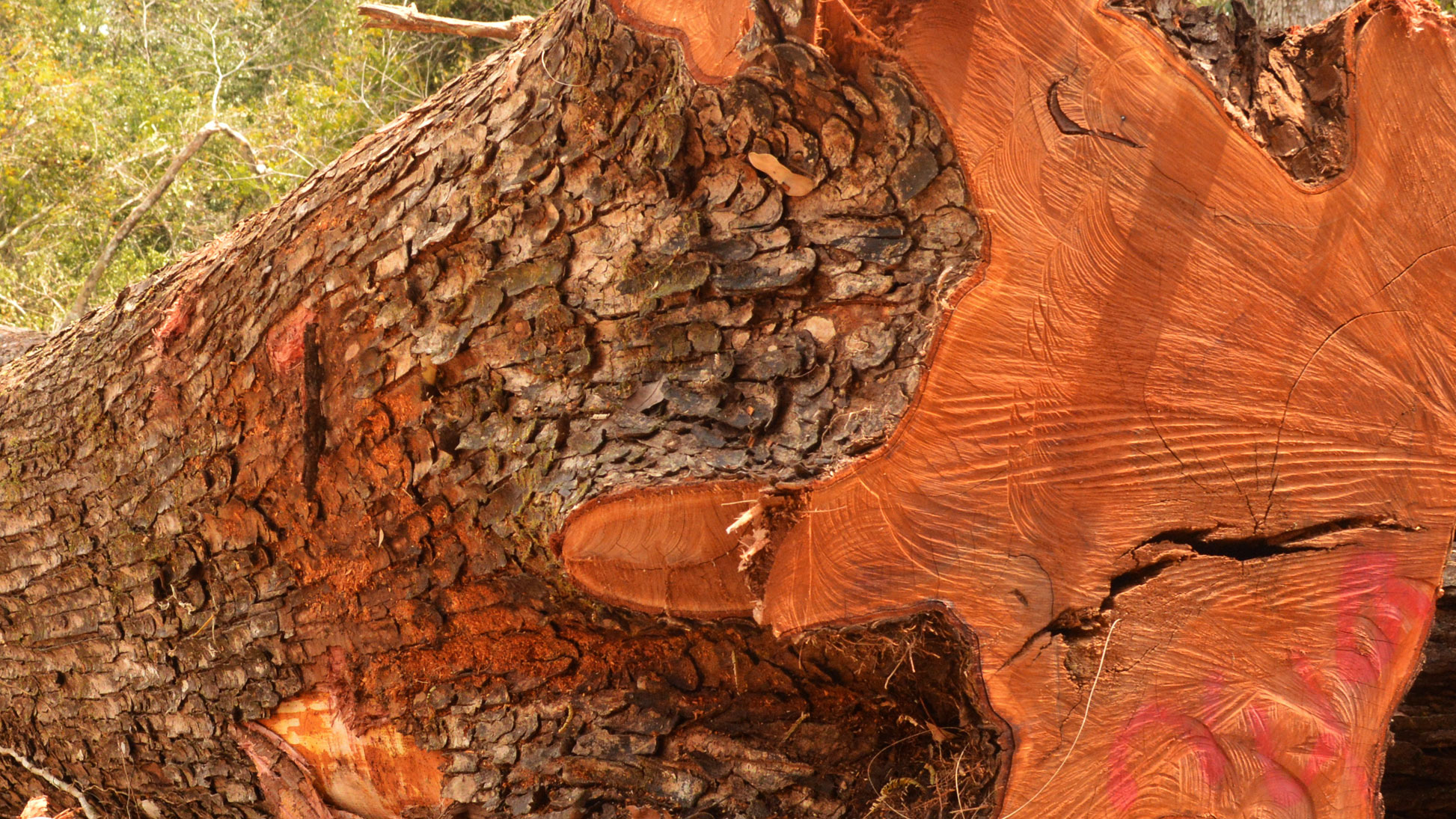Дерево свитения махагони